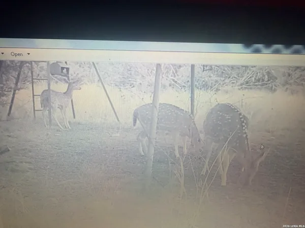 a view of a dry yard with trees in the background