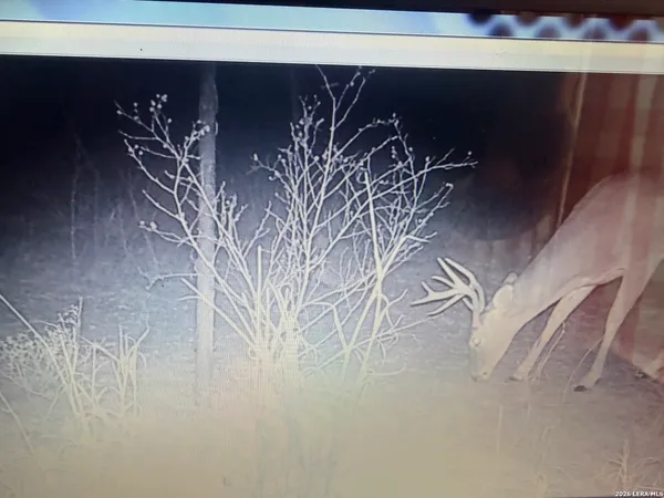 a view of a dirt road with trees in the background