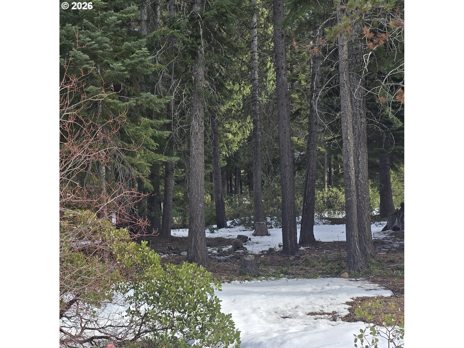 16 Clear Spring Way Crescent Lake, OR 97733 - Photo 7 of 11 a view of a backyard with trees