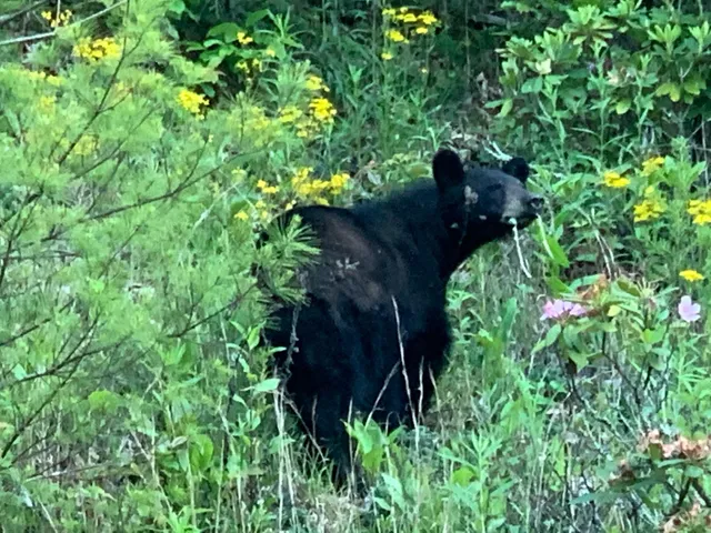 $165,000 | Lot 3 Coves Edge Drive, Unit 3, Butler, TN 37640