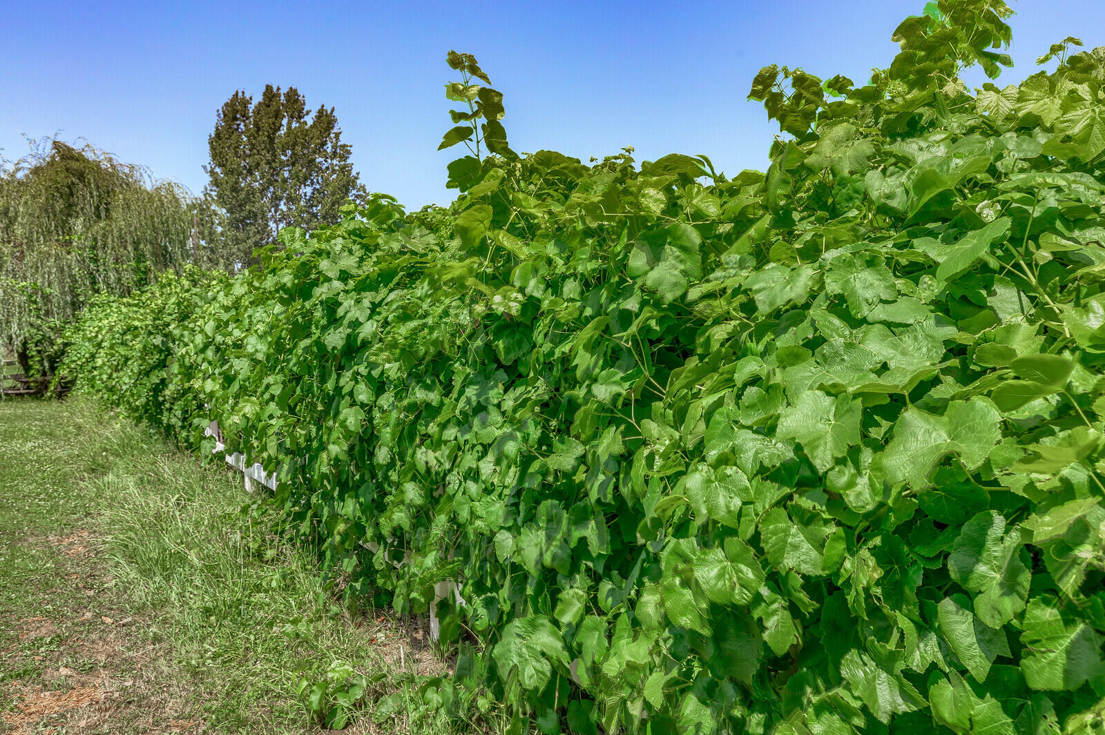 727 Oak Grove Road Medford, OR 97501 - Photo 32 of 43 32- Table Grapes