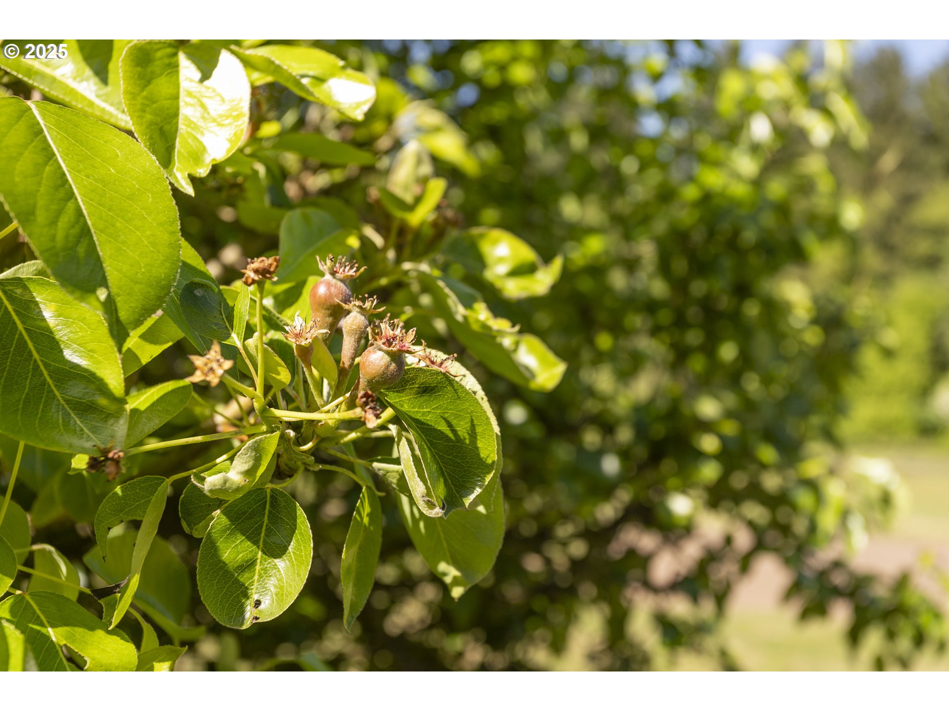 9275 Southeast Terrace View Court Amity, OR 97101 - Photo 28 of 33