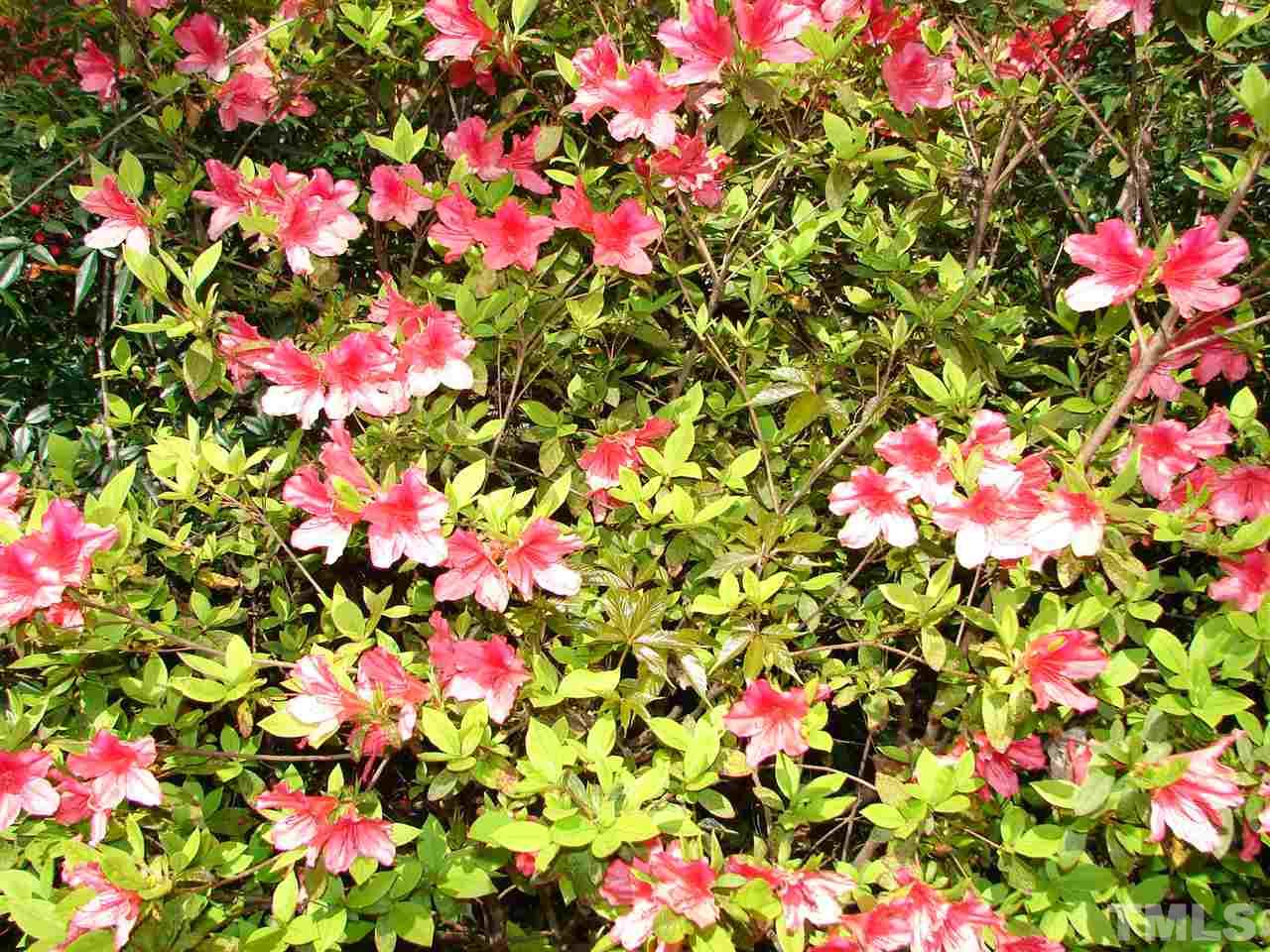 409 Vernon Terrace Raleigh, NC 27609 - Photo 22 of 23 Abundant Azaleas !