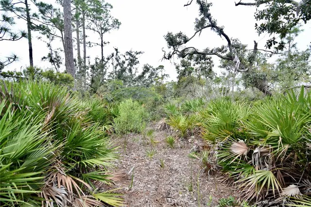 a view of a tree in a garden