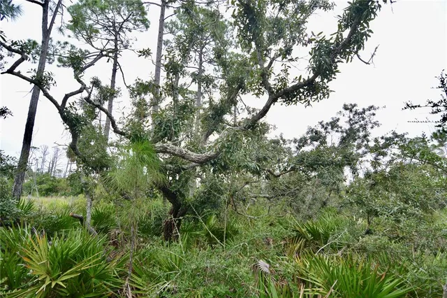 a view of a tree in a field