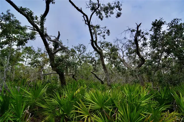 a view of a tree in a garden