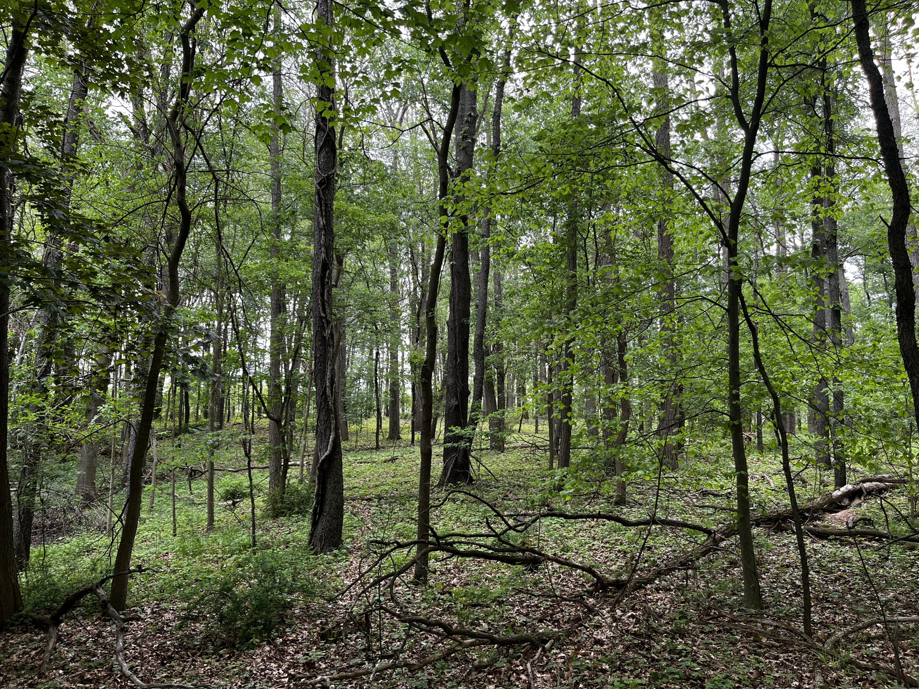 2831 Hemlock Road Quincy, MI 49082 - Photo 17 of 24 IMG_1555