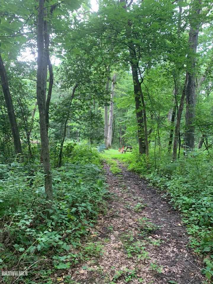 6570 West Cook Road Lena, IL 61048 - Photo 51 of 58 a big yard with lots of green space and deers