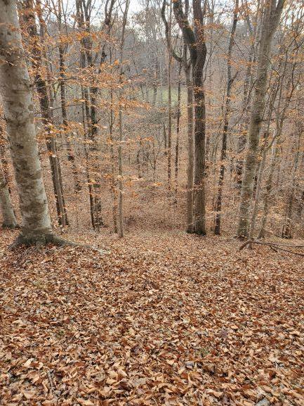 Muddy Creek Road Dillwyn, VA 23936 - Photo 17 of 21 Gallery Image 17