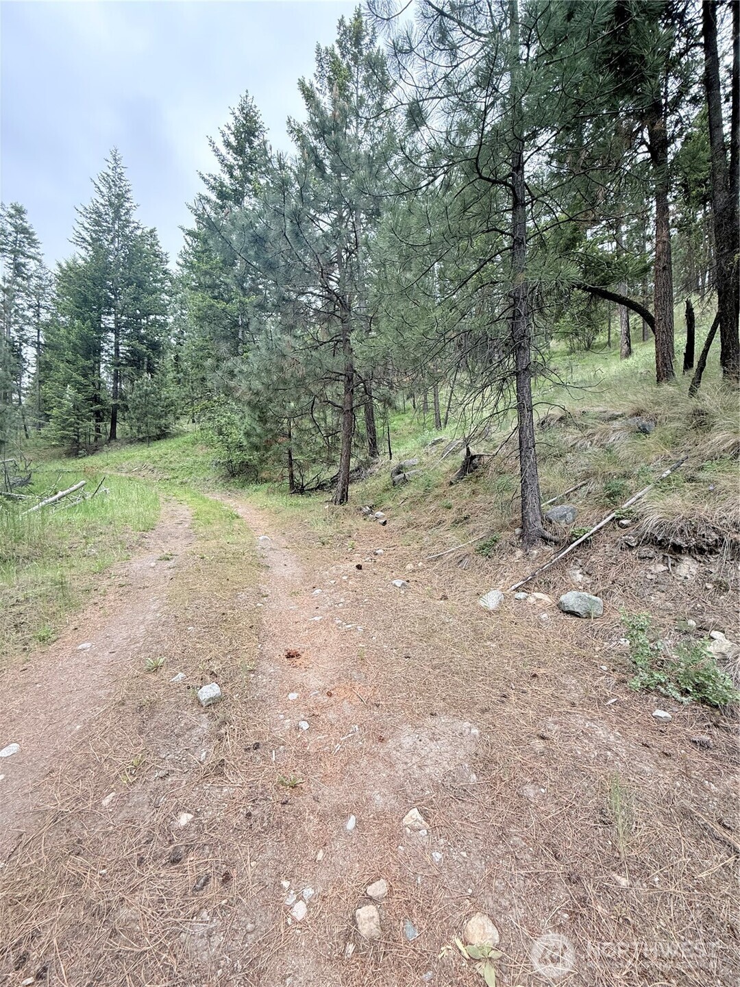 0 Broken Spoke Road Tonasket, WA 98855 - Photo 10 of 39 a view of a forest with trees in the background