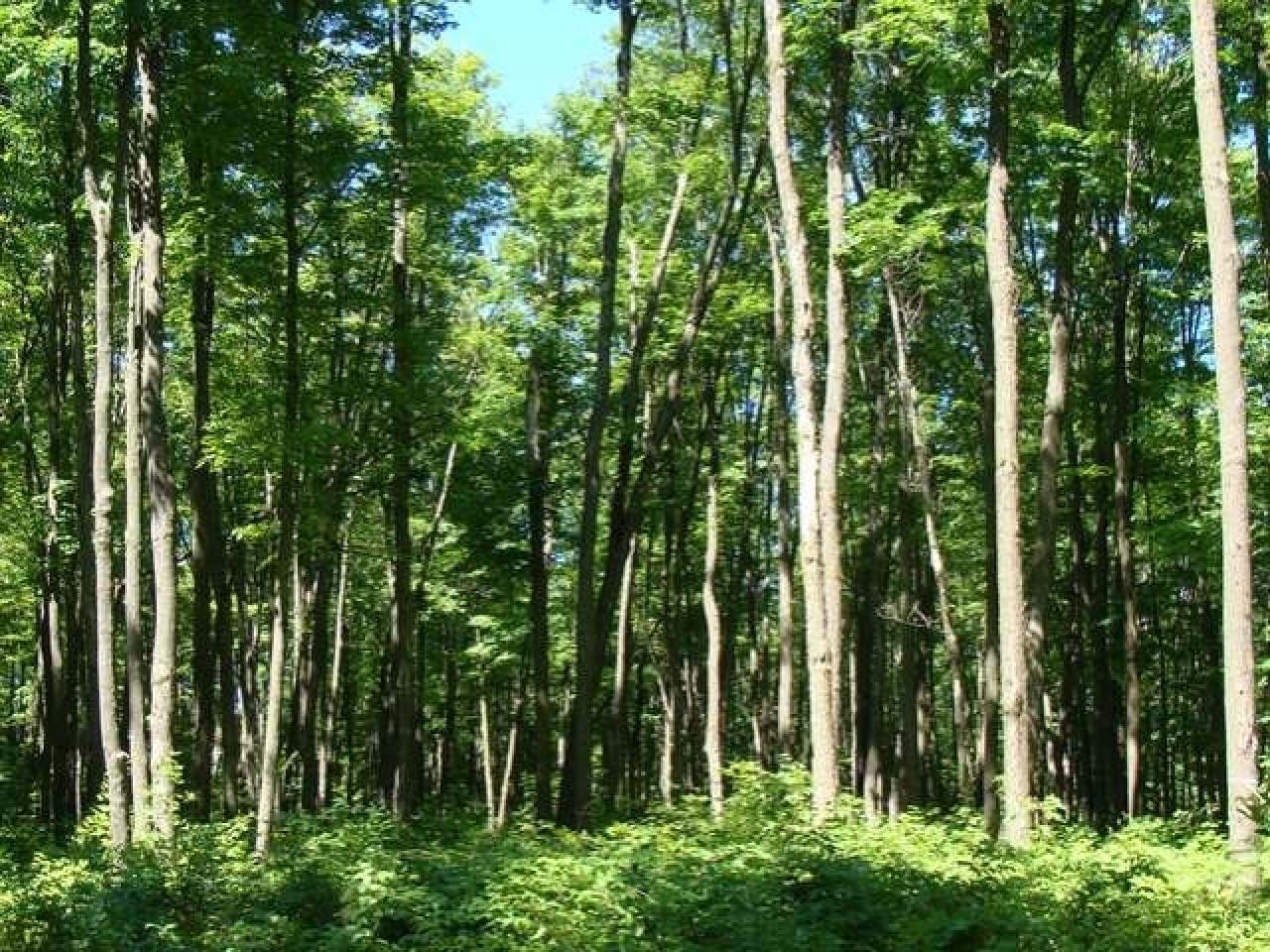 Lot 33 Gemstone Road Presque Isle, WI 54557 - Photo 6 of 9 Gallery Image 6
