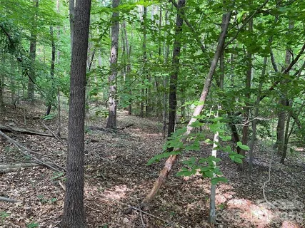 a view of a forest that has large trees