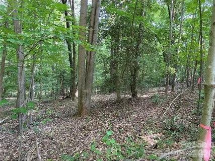 a view of a forest that has large trees