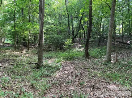 a view of a forest that has large trees