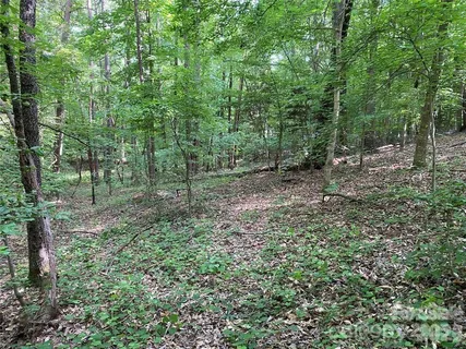 a view of a lush green forest with lots of trees