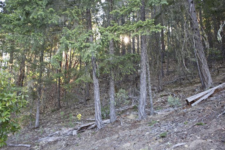 180 Buck Canyon Road Cave Junction, OR 97523 - Photo 15 of 35 Additional Photo