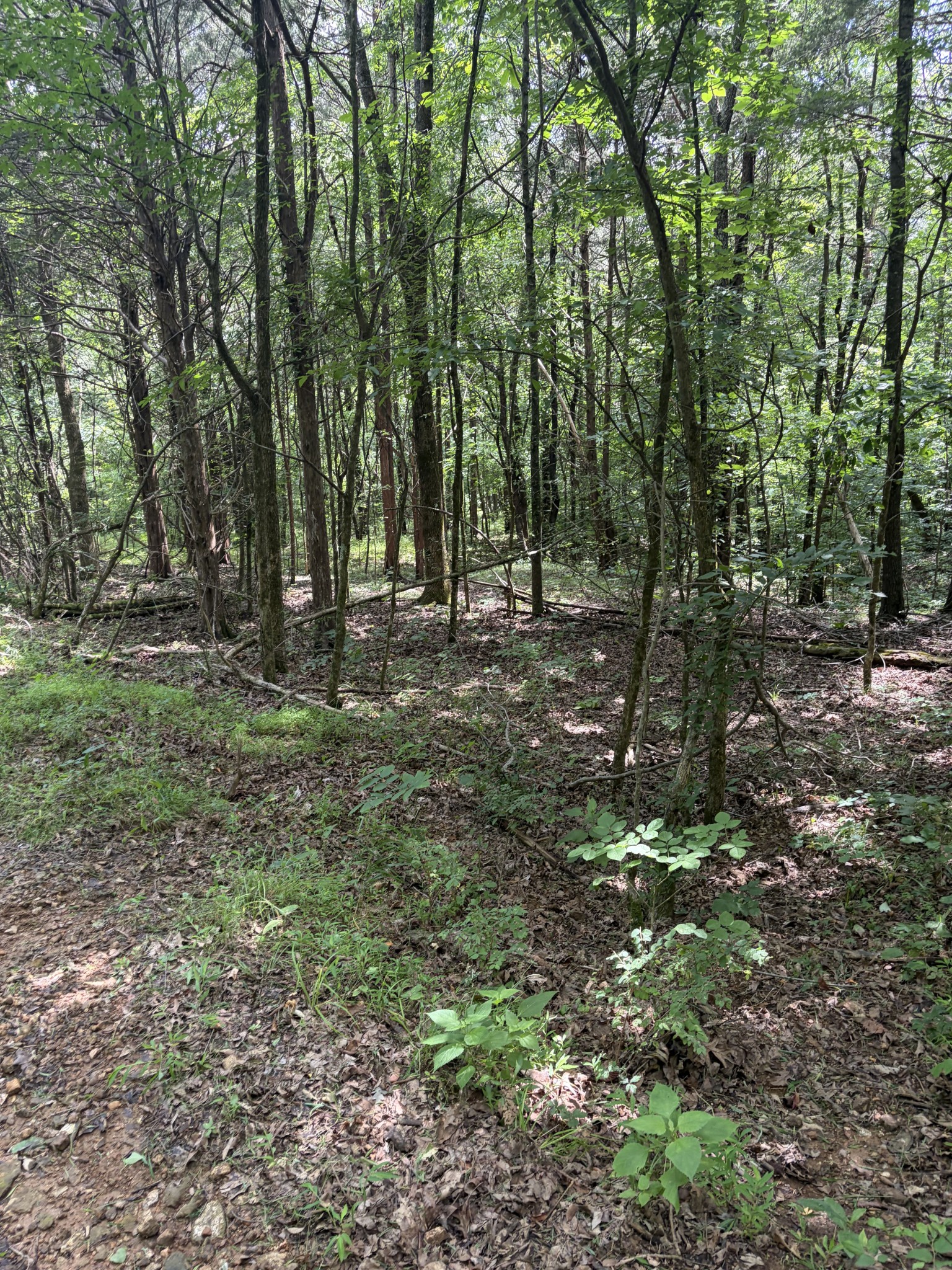 0 Kelso-Smithland Road Kelso, TN 37348 - Photo 38 of 45 a big yard with lots of green space and deers