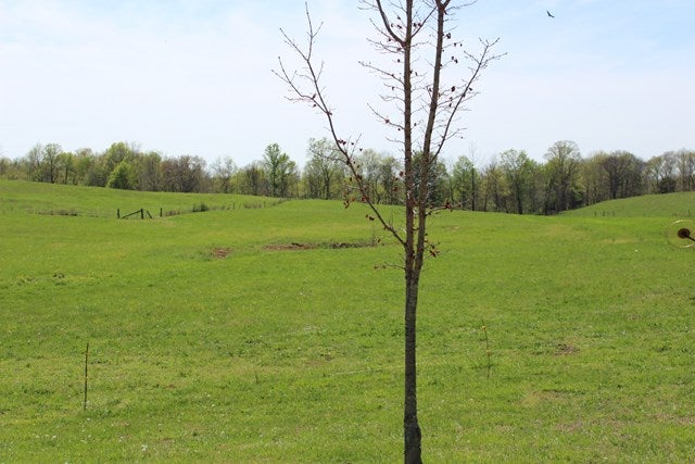 5219 Randolph Road Edmonton, KY 42129 - Photo 10 of 12 Gallery Image 10