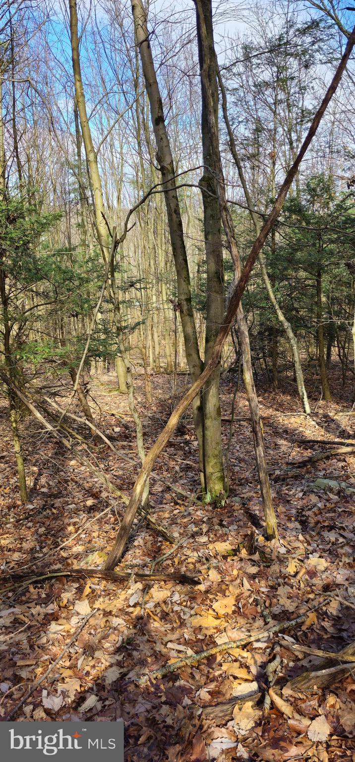 0 Soule Road New Bloomfield, PA 17068 - Photo 1 of 6 Gallery Image 1
