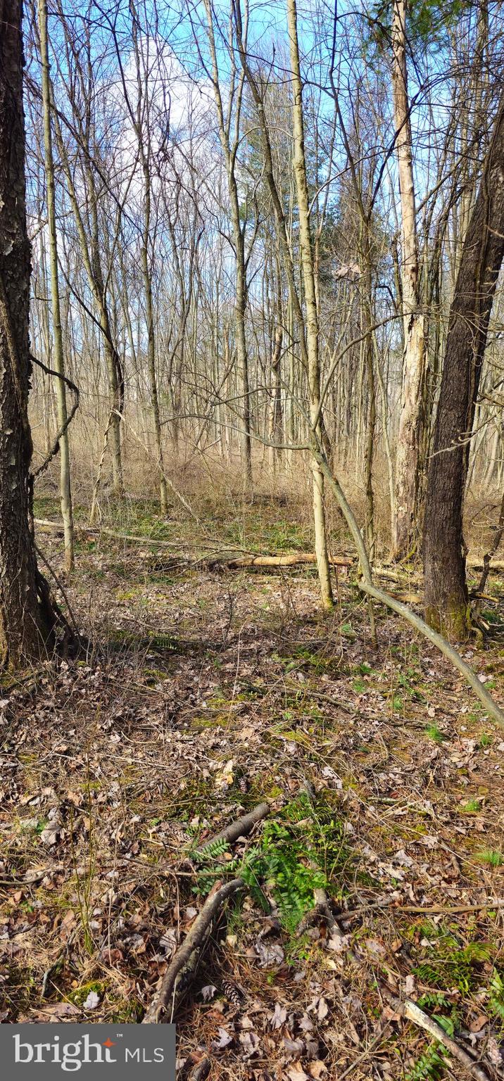 0 Soule Road New Bloomfield, PA 17068 - Photo 4 of 6 Gallery Image 4