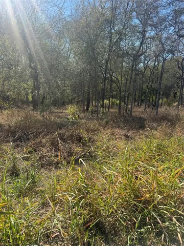 a view of a yard with plants and trees