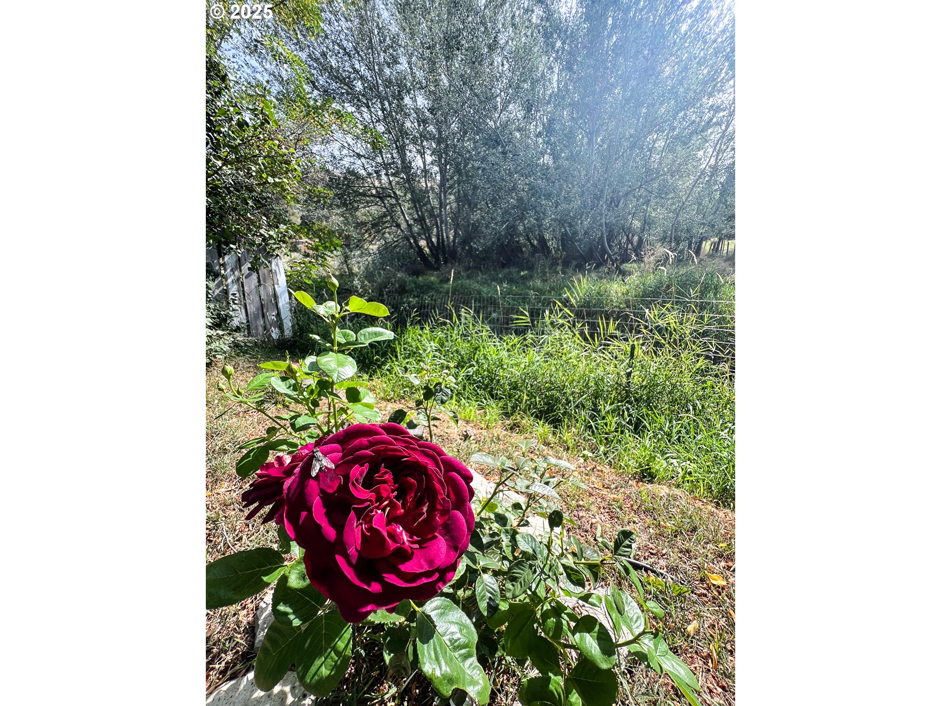 59920 Highway 26 John Day, OR 97845 - Photo 20 of 35 a view of a flower in a yard