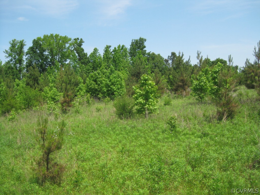 0 Fletcher Chapel Road Kenbridge, VA 23944 - Photo 4 of 7 a view of a big yard with plants and large trees