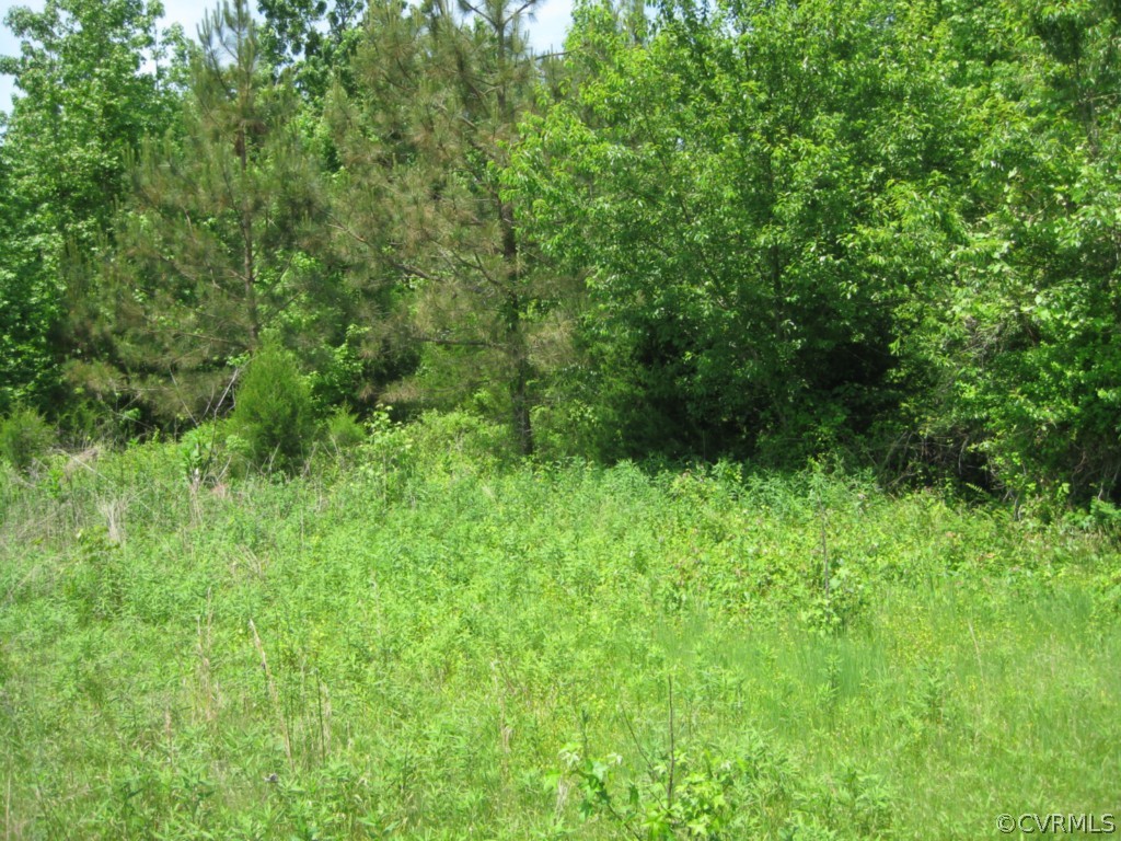 0 Fletcher Chapel Road Kenbridge, VA 23944 - Photo 5 of 7 a view of a lush green forest with lots of trees