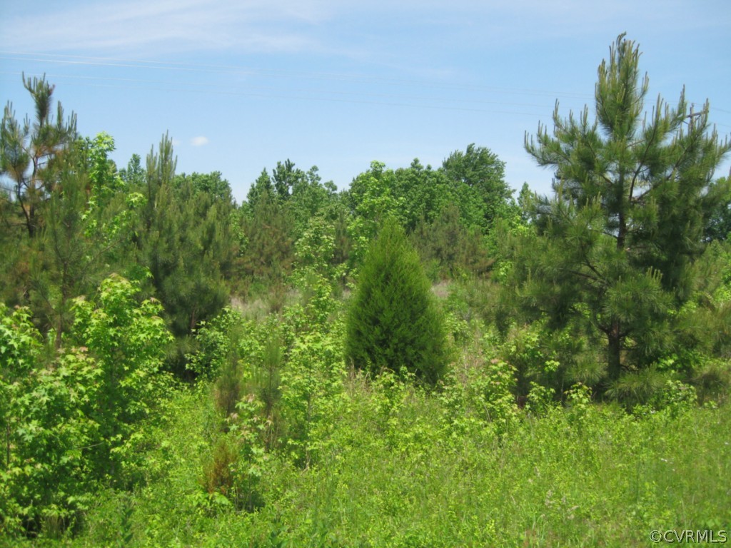 0 Fletcher Chapel Road Kenbridge, VA 23944 - Photo 6 of 7 a view of a field with plants and trees in the background