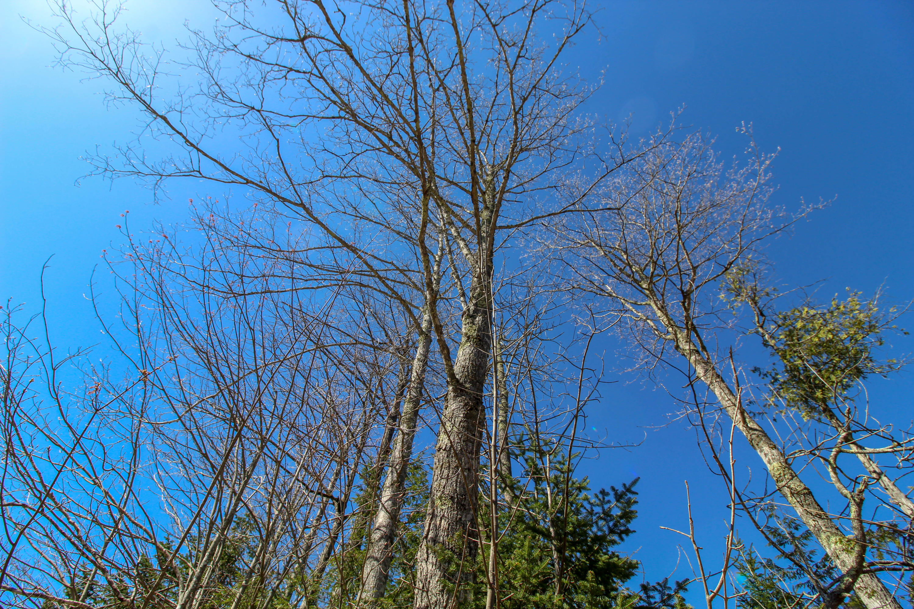 Lot 68 Kennebec Road Hampden, ME 04444 - Photo 35 of 39 Tall Forest