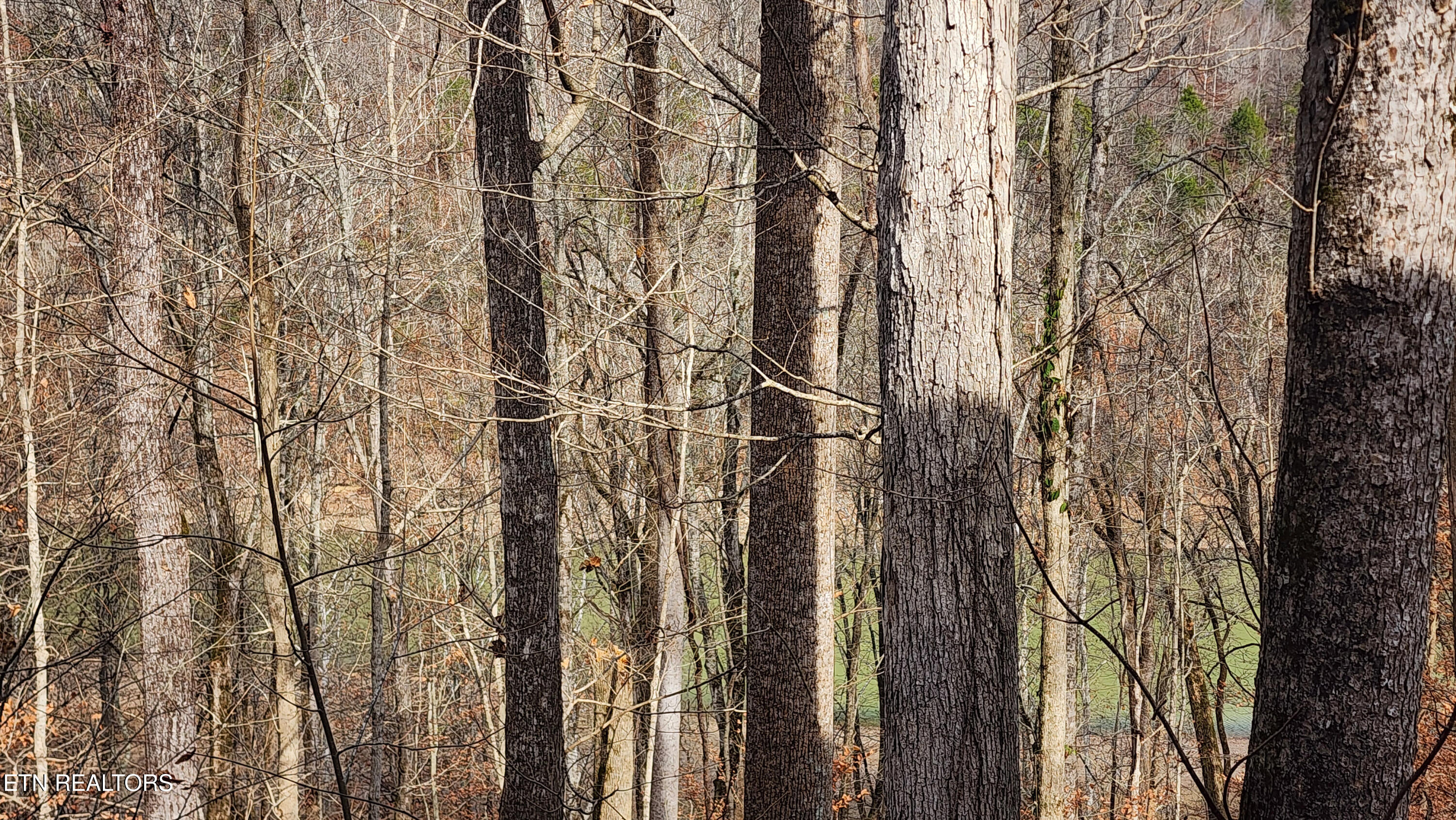 5615 Eastport Road Alpine, TN 38543 - Photo 49 of 60 5615 Eastport Dock Rd -- River View from