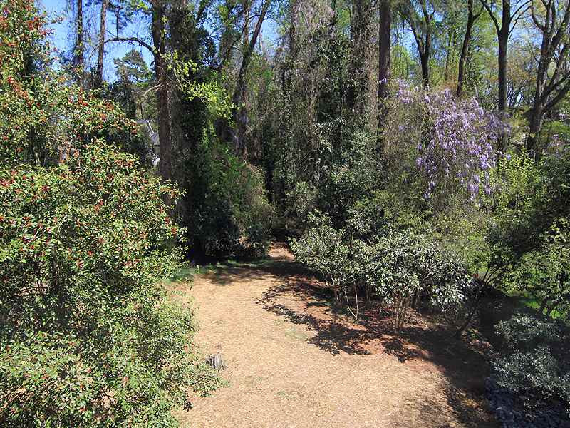 1210 Canterbury Road Raleigh, NC 27608 - Photo 3 of 23 Veiw of Backyard