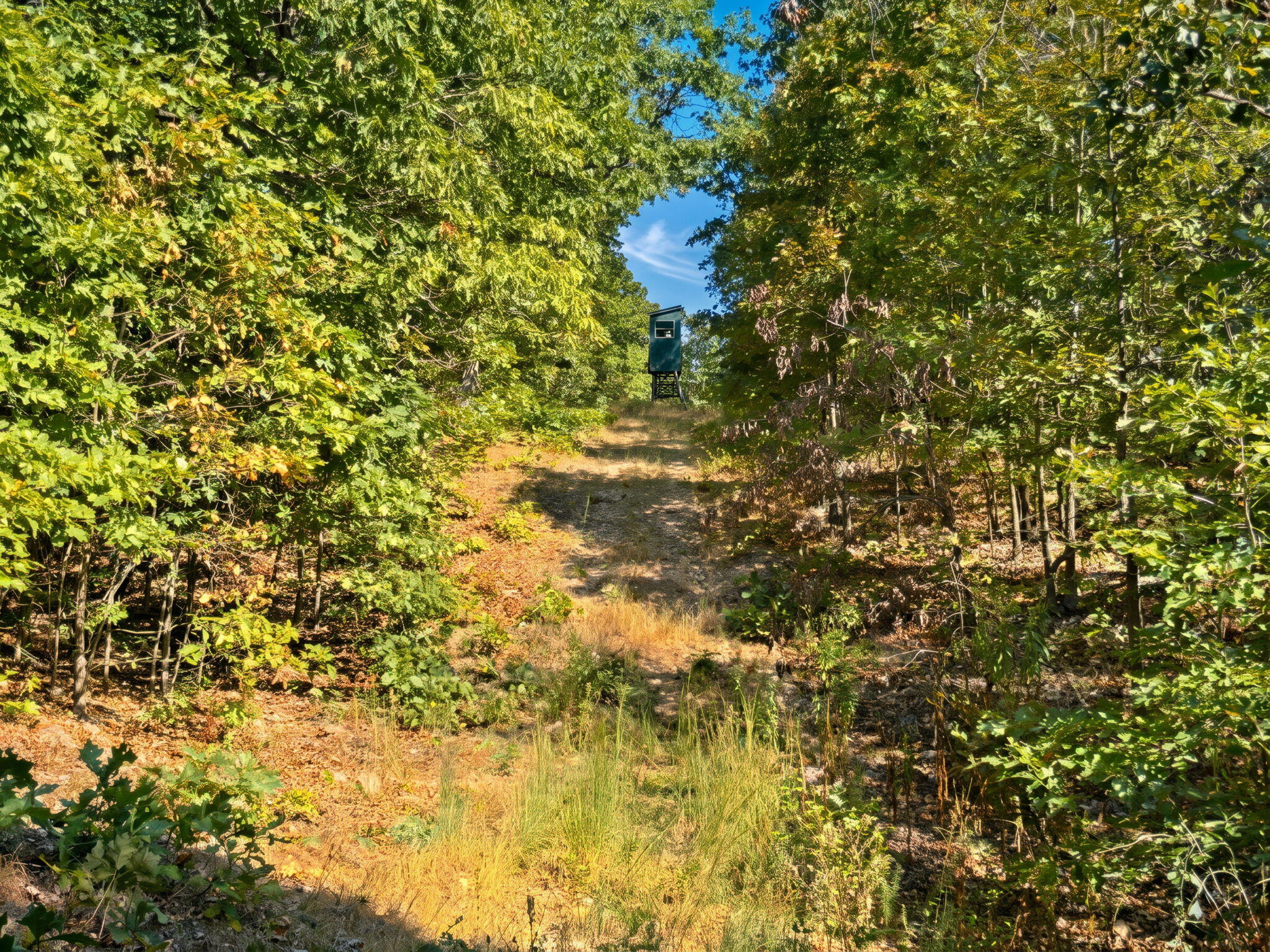 3723 Weaver Road Grovespring, MO 65662 - Photo 16 of 79 India Visser 3723 Weaver (19)