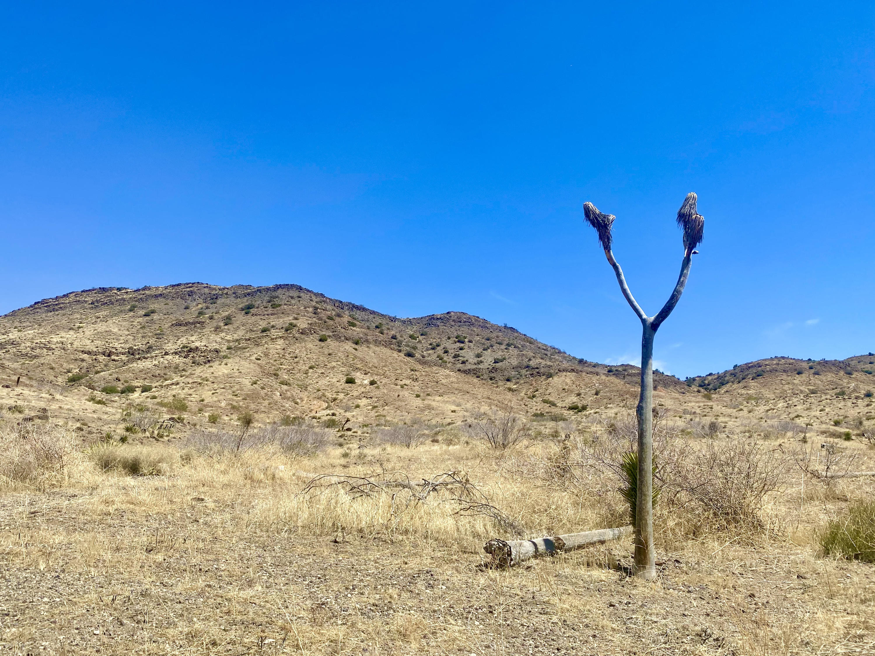 4058 Desert Moon Road Yucca Valley, CA 92284 - Photo 21 of 30 IMG_2335