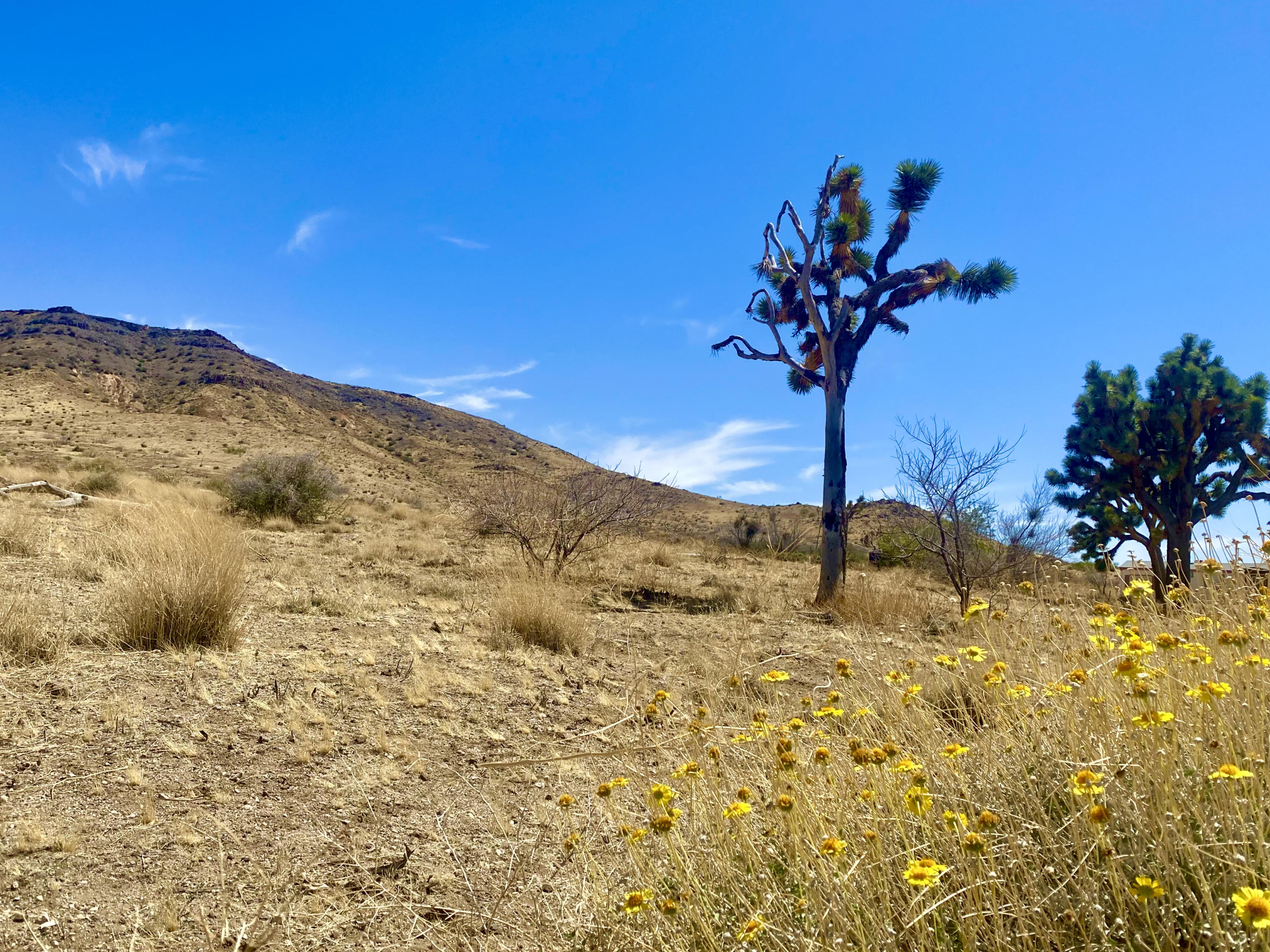 4058 Desert Moon Road Yucca Valley, CA 92284 - Photo 27 of 30 IMG_2351