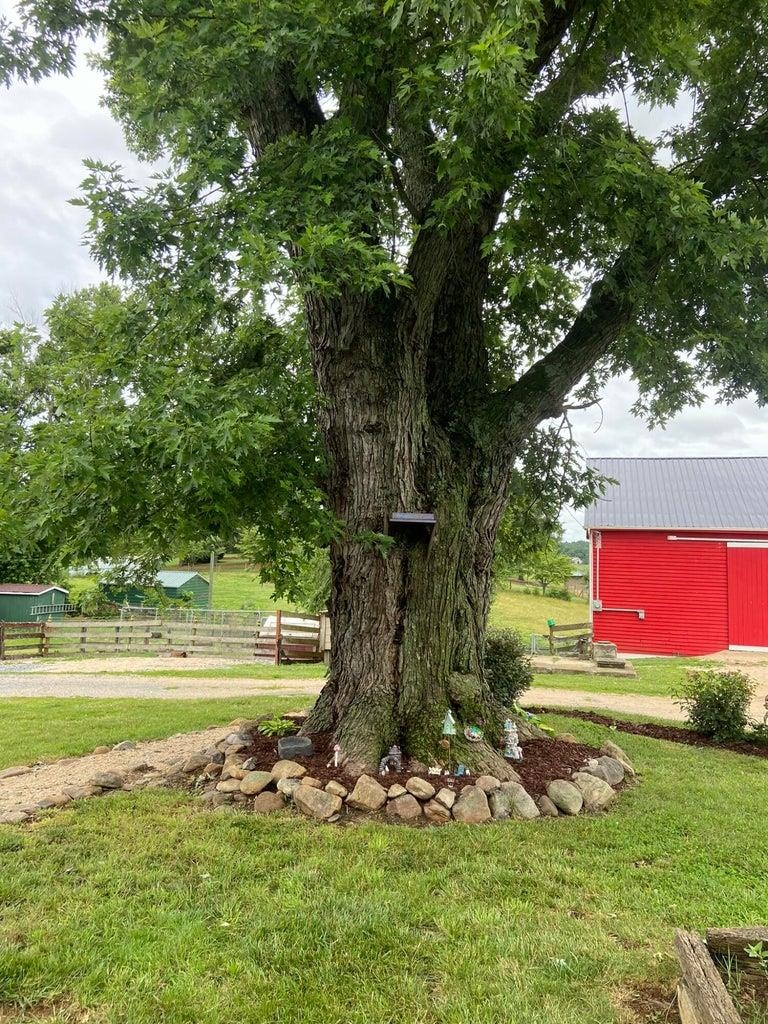 3416 Forge Road Glasgow, VA 24555 - Photo 4 of 51 a view of a park with large trees
