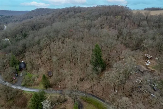 a view of a forest with trees in the background