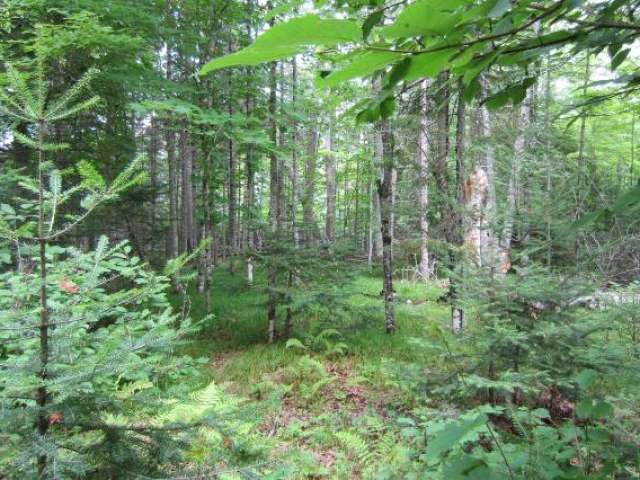 5813 West Great Northern Trails Road Mercer, WI 54547 - Photo 11 of 14 Gallery Image 11