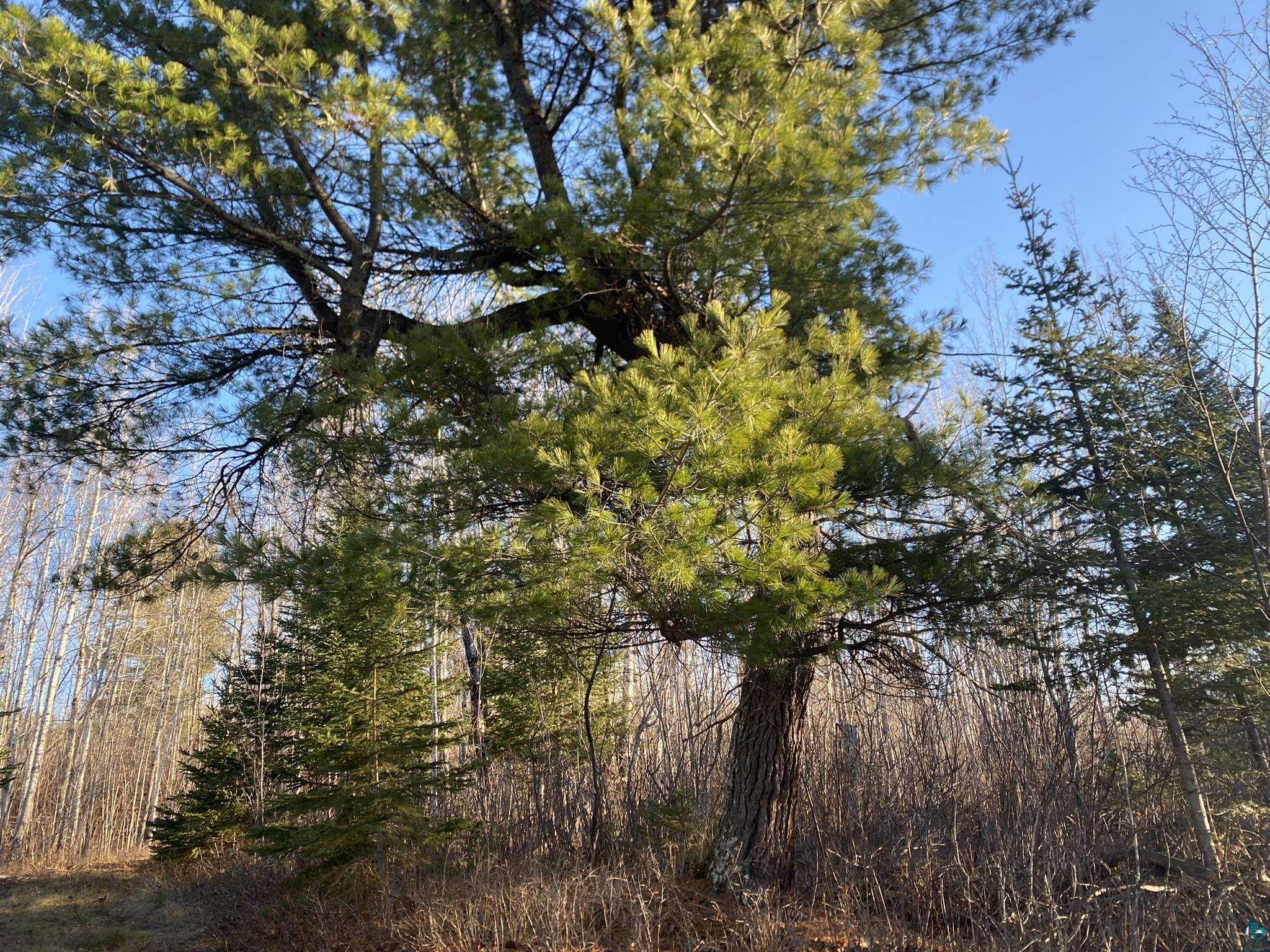 64 Bloomquist Mountain Road Grand Marais, MN 55604 - Photo 3 of 33