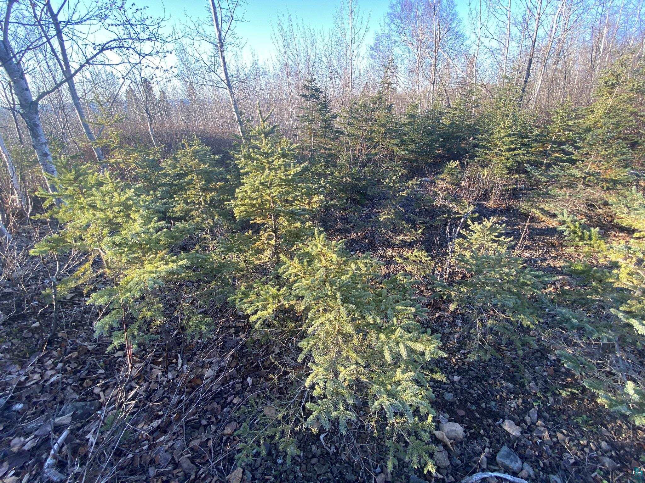 64 Bloomquist Mountain Road Grand Marais, MN 55604 - Photo 33 of 33