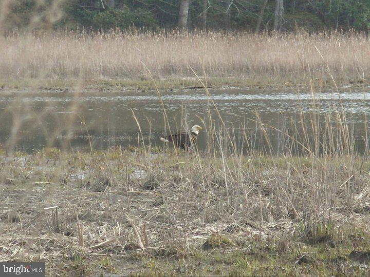 Tayloes Neck Road Nanjemoy, MD 20662 - Photo 3 of 4 Eagles Are Plentiful