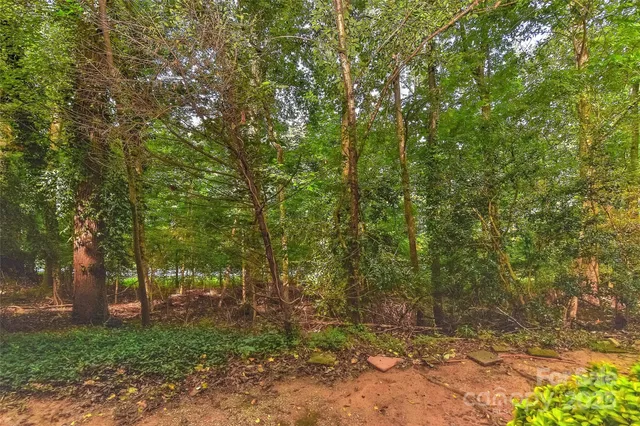 a view of a forest with trees