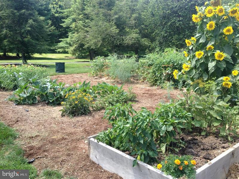 1-22020 Durberry Road Smithsburg, MD 21783 - Photo 128 of 138 a view of a garden with plants and large trees
