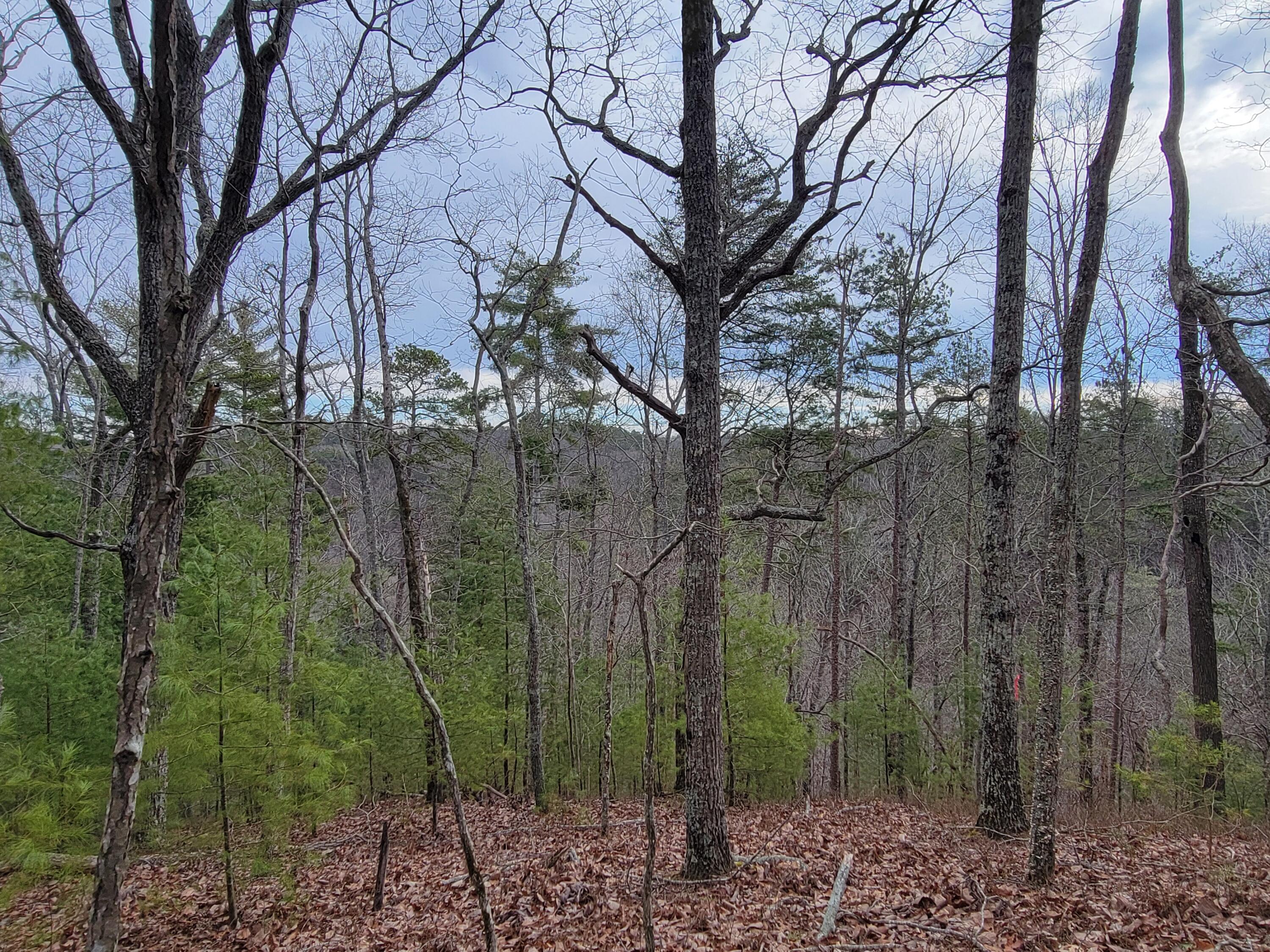 968 Raccoon Ridge Northeast Ranger, GA 30734 - Photo 1 of 15 20240220_094654