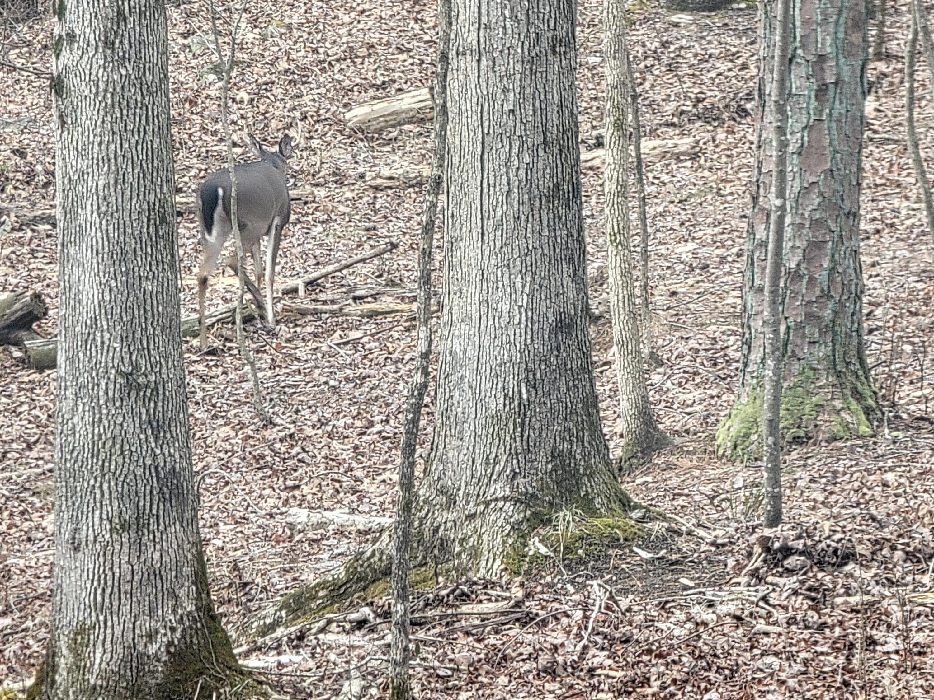 968 Raccoon Ridge Northeast Ranger, GA 30734 - Photo 11 of 15 20240220_095556