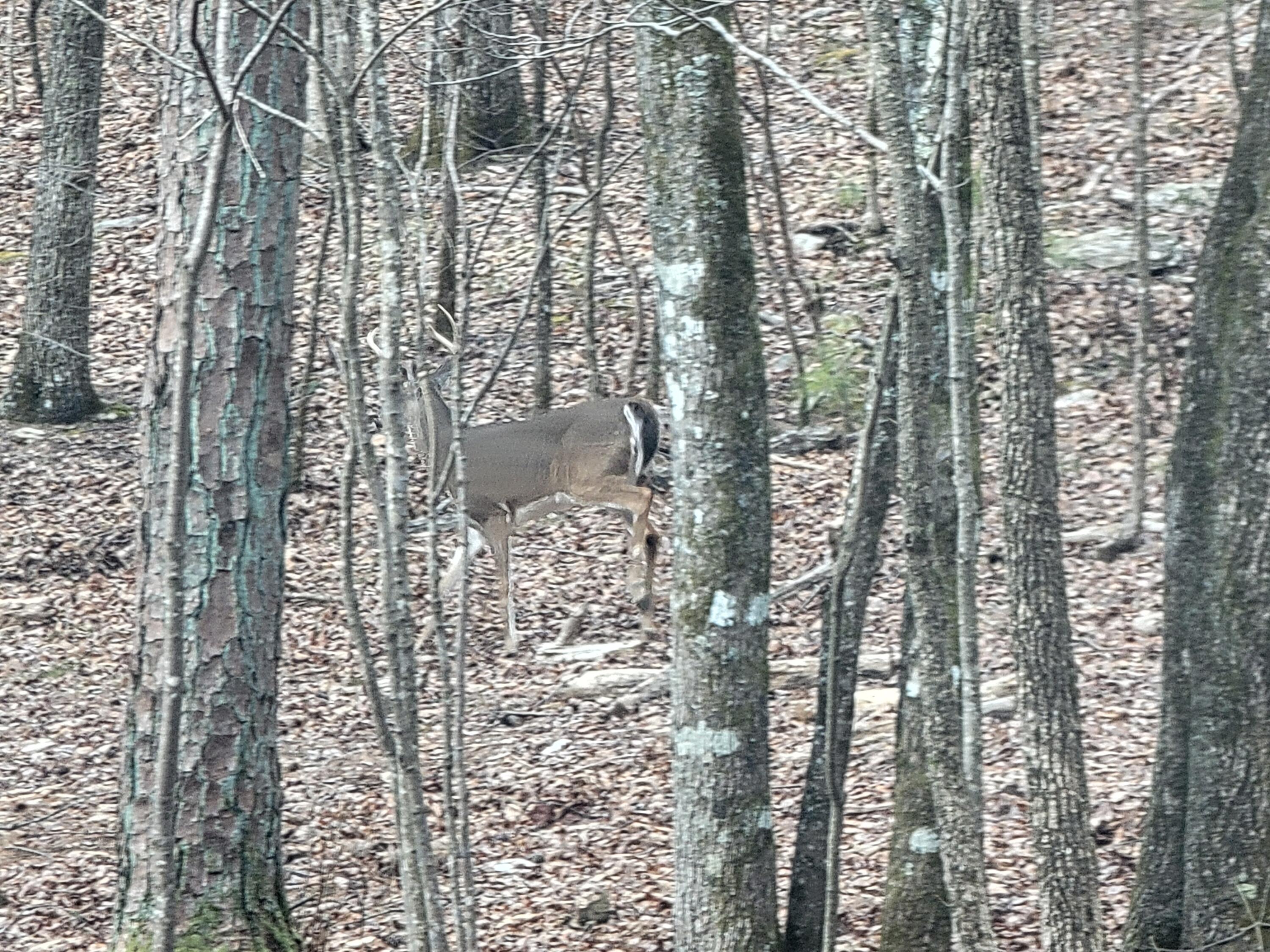 968 Raccoon Ridge Northeast Ranger, GA 30734 - Photo 12 of 15 20240220_095611