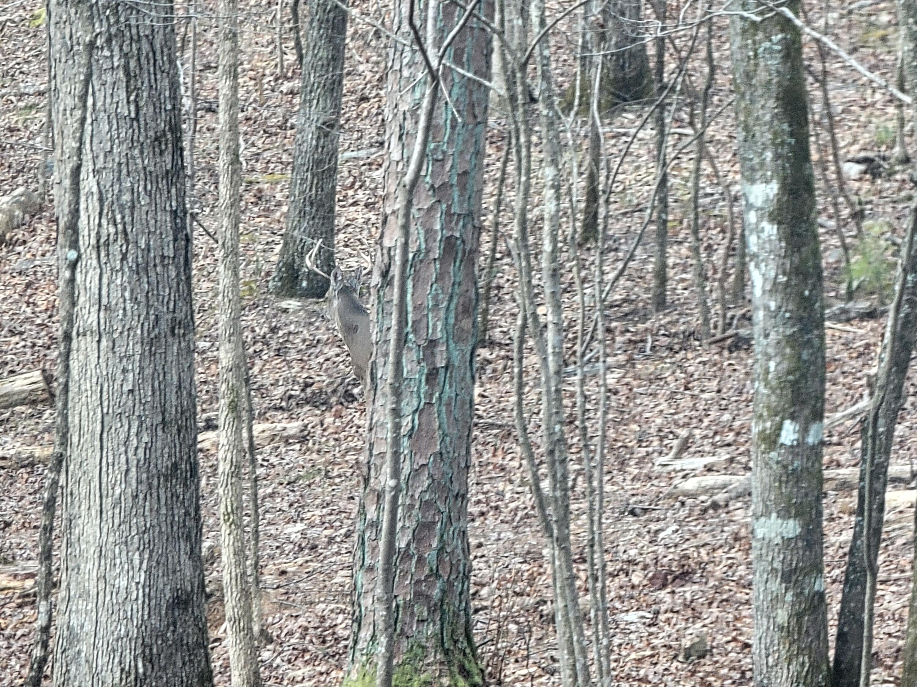 968 Raccoon Ridge Northeast Ranger, GA 30734 - Photo 13 of 15 20240220_095613