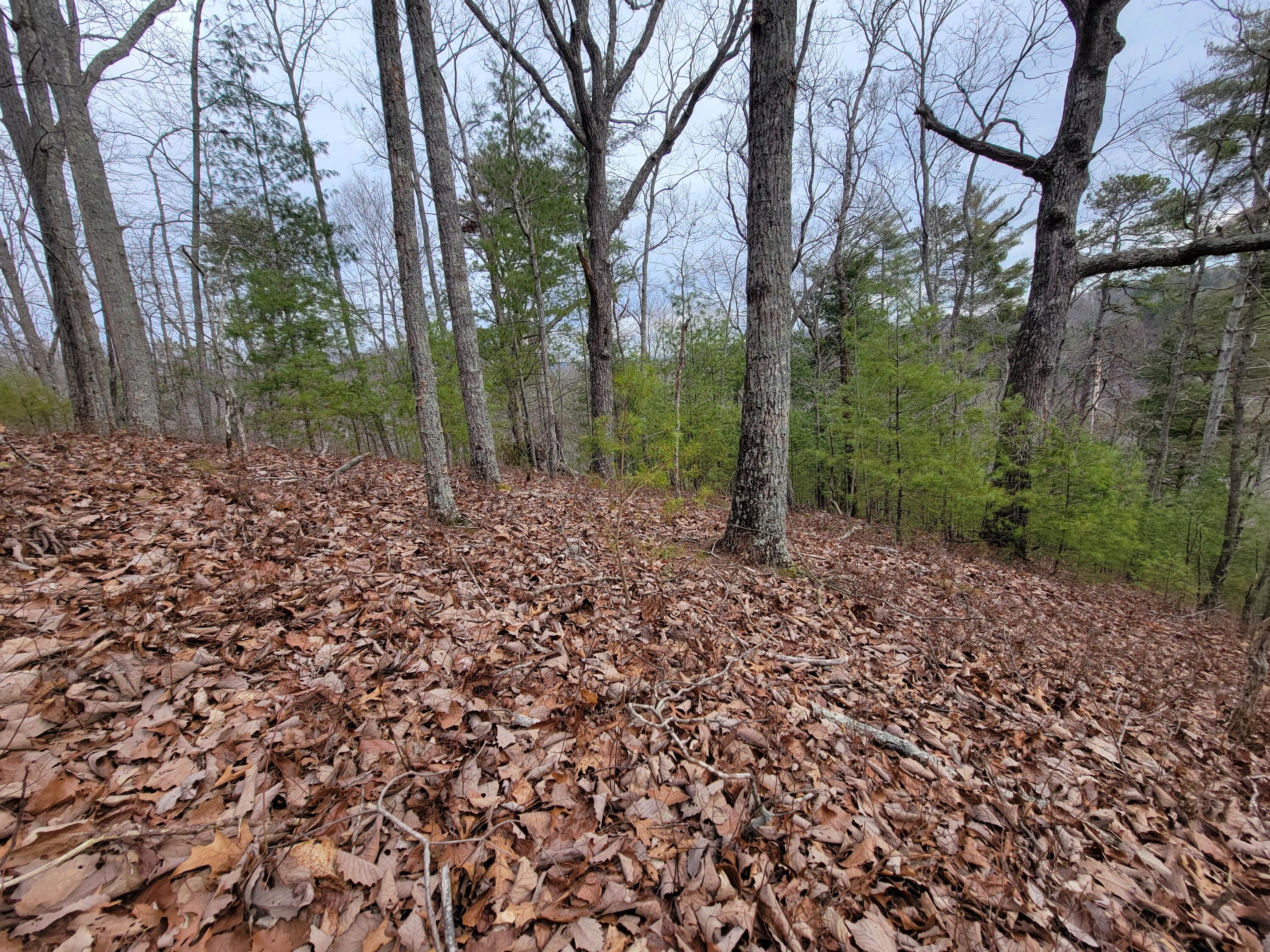 968 Raccoon Ridge Northeast Ranger, GA 30734 - Photo 5 of 15 20240220_094440