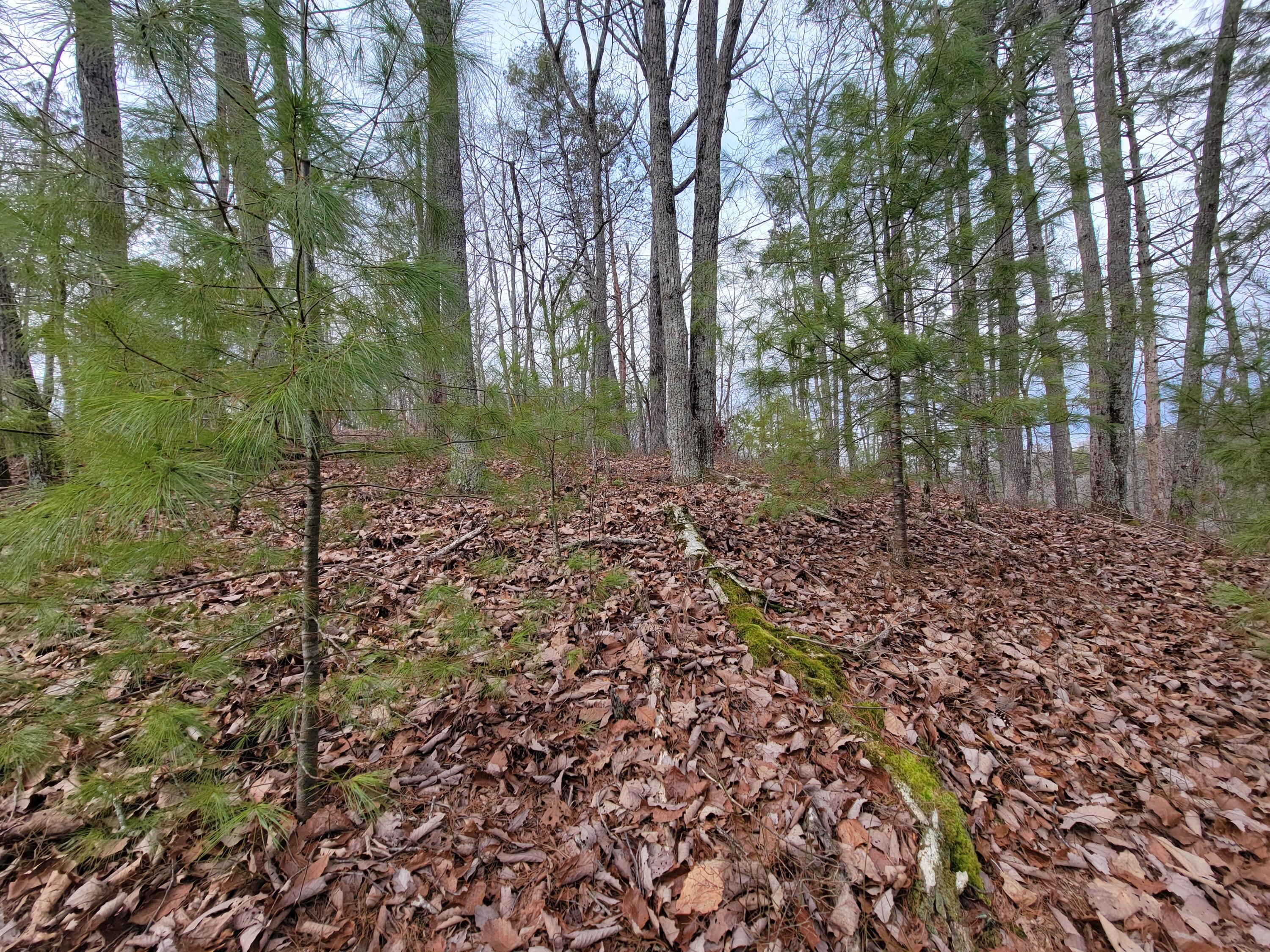 968 Raccoon Ridge Northeast Ranger, GA 30734 - Photo 7 of 15 20240220_094505