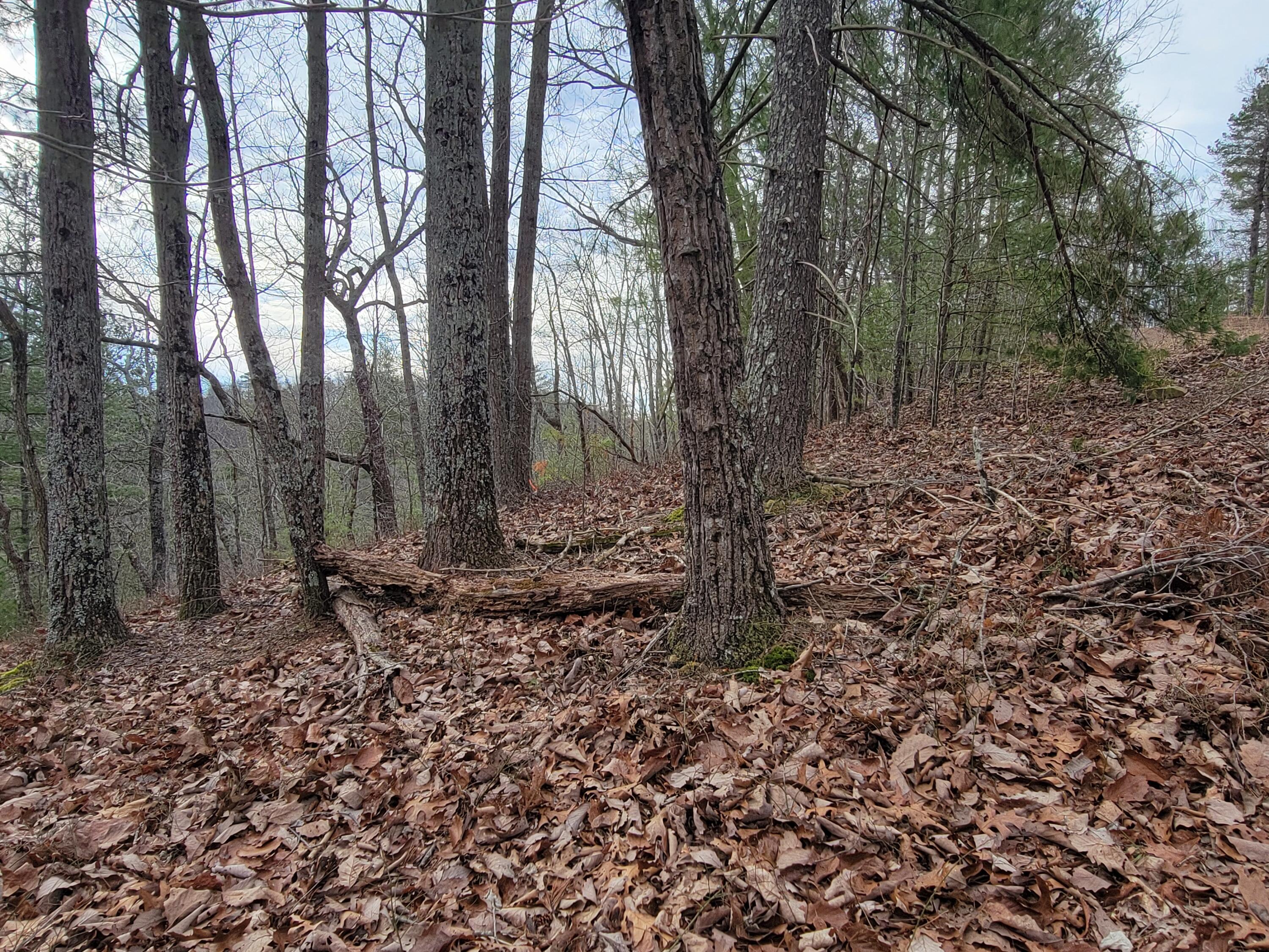 968 Raccoon Ridge Northeast Ranger, GA 30734 - Photo 8 of 15 20240220_094646